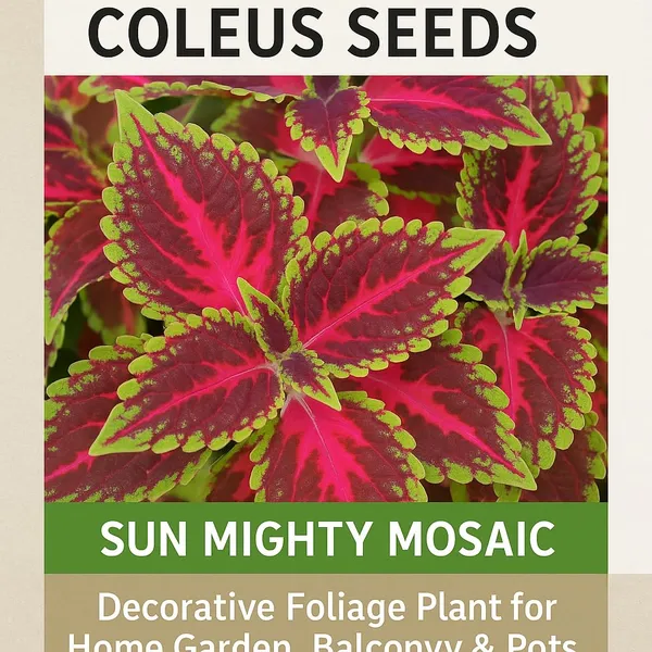 Coleus_Prem_Sun_Mighty_Mosaic_100_Seeds_PL