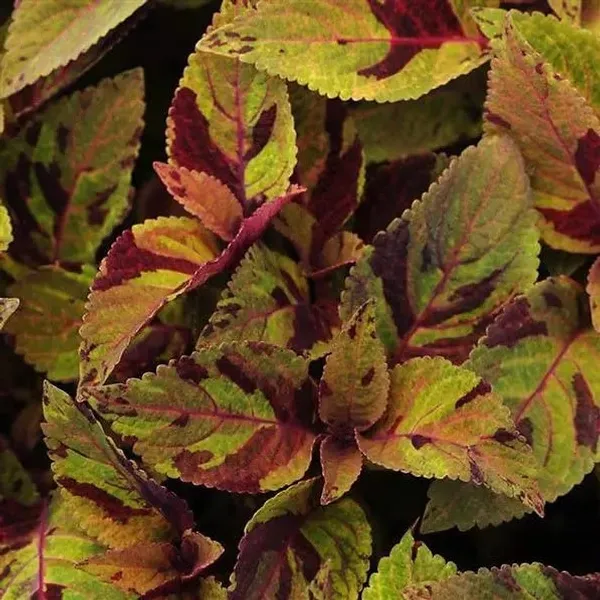 Coleus_Prem_Sun_Mighty_Mosaic_100_Seeds_PL