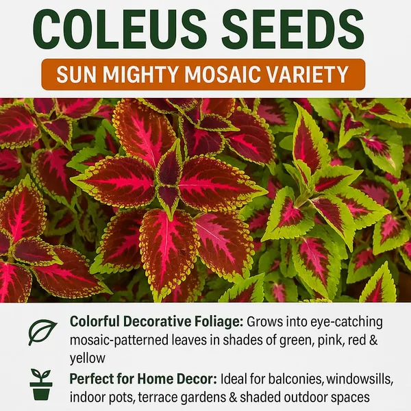 Coleus_Prem_Sun_Mighty_Mosaic_100_Seeds_PL