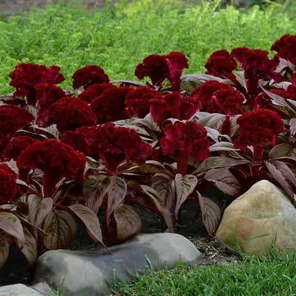 Celosia_Dracula_Flower_Seeds__100_seeds_1_pack