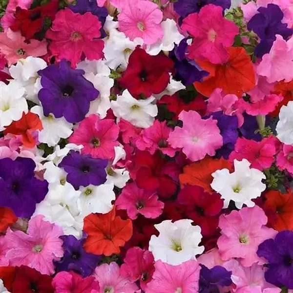Petunia_Supercascade_Flower_Seeds