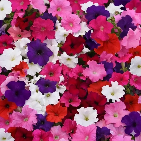Petunia_Supercascade_Flower_Seeds