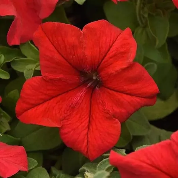 Petunia_Scarlet_Red__Seeds