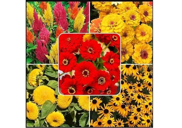 Summer_Flower_Mix_Seeds
