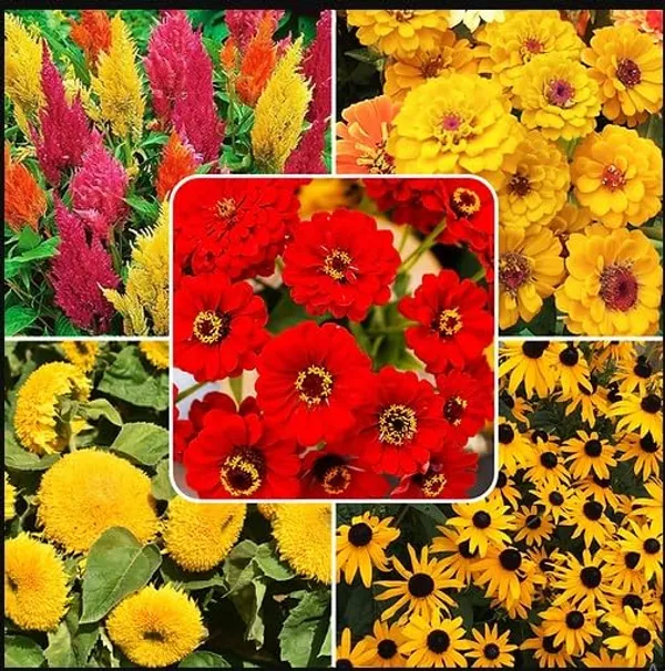 Summer_Flower_Mix_Seeds