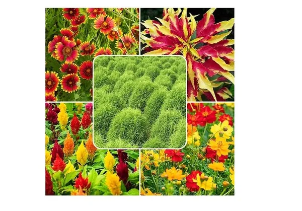 Butterfly_Flower_Seeds