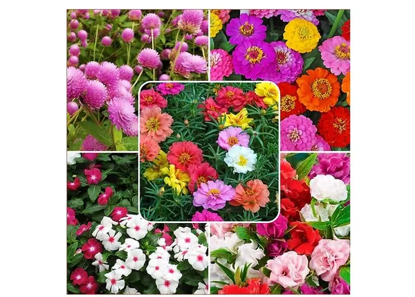 Flower_Seed_Mix
