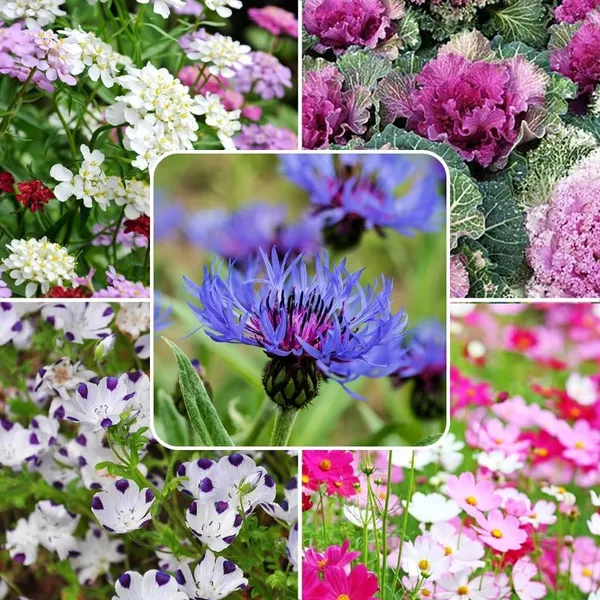 Flower_Seed_Mix