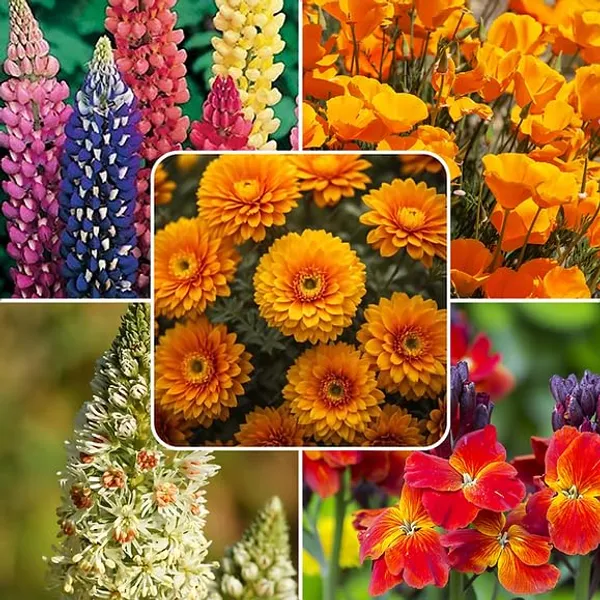 Winter_Flower_Seed_Mix