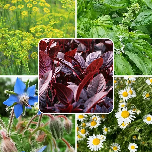 Herb_Seed_Mix_Pack