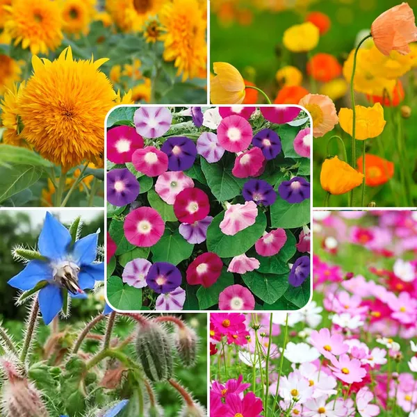 Butterfly_Mix_Flower_Seeds