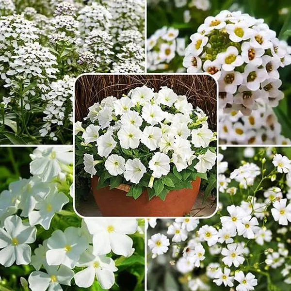 Flower_Seed_Mix_Premium