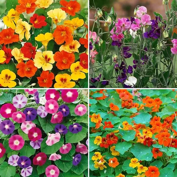 Trailing_Flower_Mix_Seeds