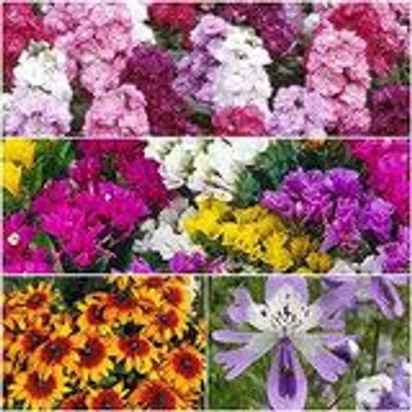 Mixed_Flower_Seeds_Garden_Collection