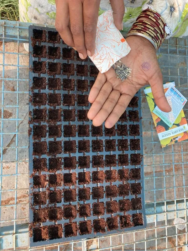 Marigold_Seeds_Mix