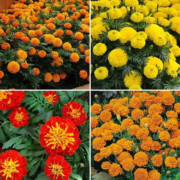 Marigold_Seeds_Mix