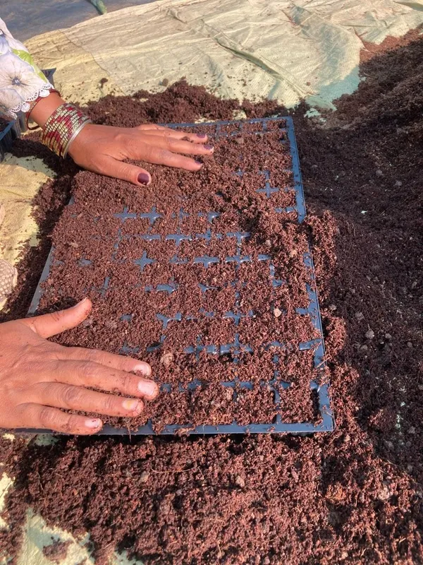 Marigold_Seeds_Mix