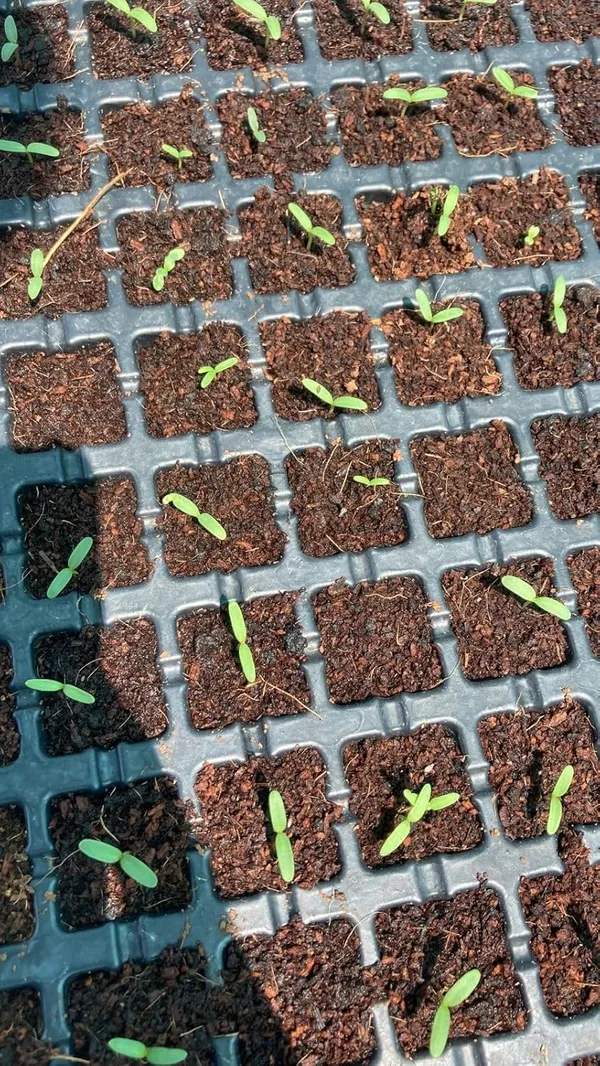 Marigold_Seeds_Mix