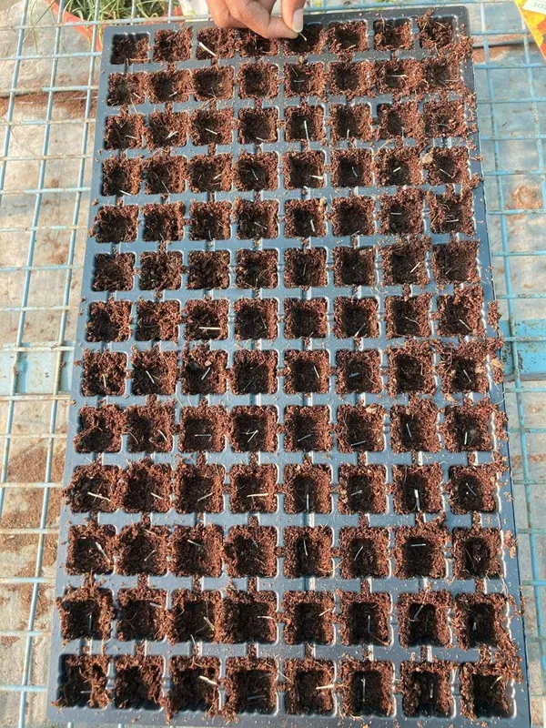 Marigold_Seeds_Mix
