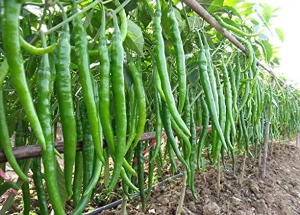 Chilli_Hot_Pepper_Seeds_-_Pack_Of_5