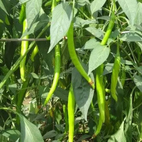 Chilli_Hot_Pepper_Seeds_-_Pack_Of_5