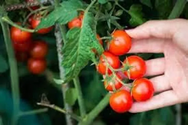 Tomato_Cherry_Vegetable_Seeds__Pack_Of_5
