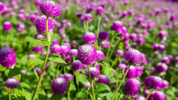 Gomphrena_Choice_Mix_Seeds__Pack_Of_4