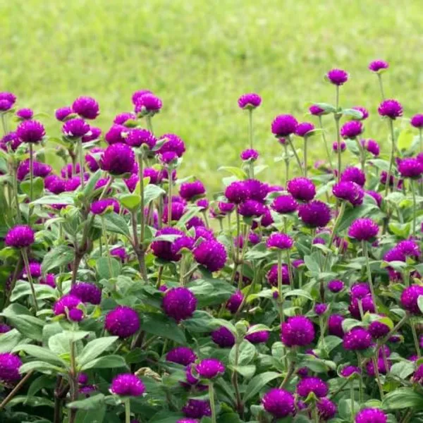 Gomphrena_Choice_Mix_Seeds__Pack_Of_4