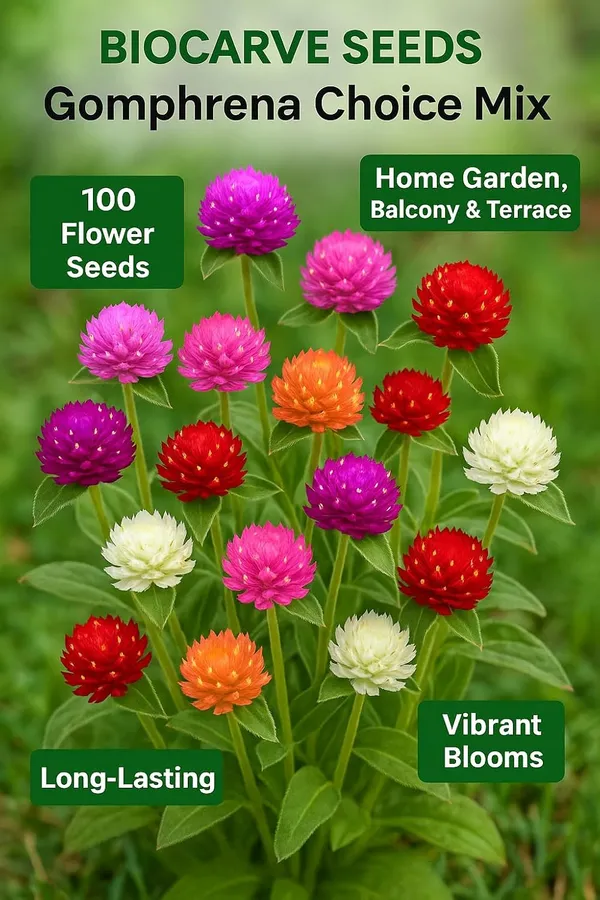 Gomphrena_Choice_Mix_Seeds__Pack_Of_4