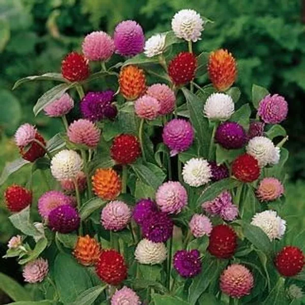 Gomphrena_Choice_Mix_Seeds__Pack_Of_4