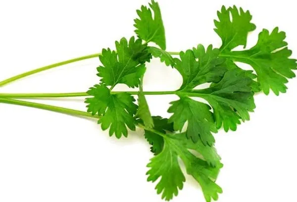 Coriander_Vegetable_Seeds_-_Pack_Of_5