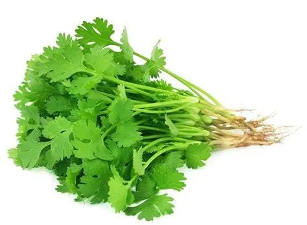 Coriander_Vegetable_Seeds_-_Pack_Of_5