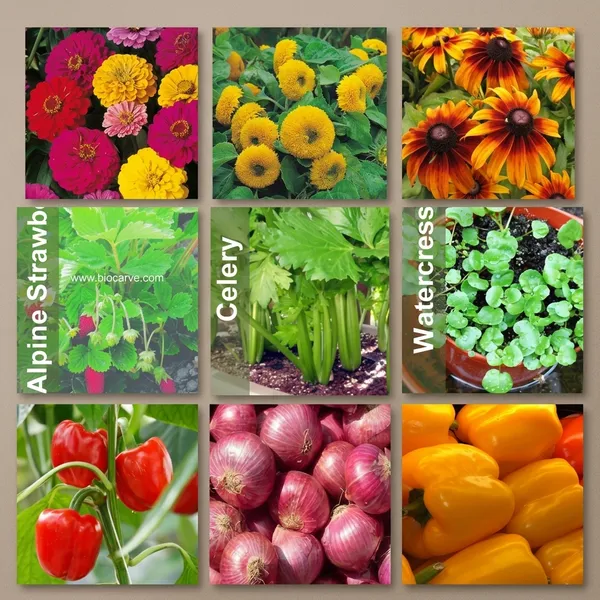 Seed_Kit_Flowers_Vegetables_And_Herbs
