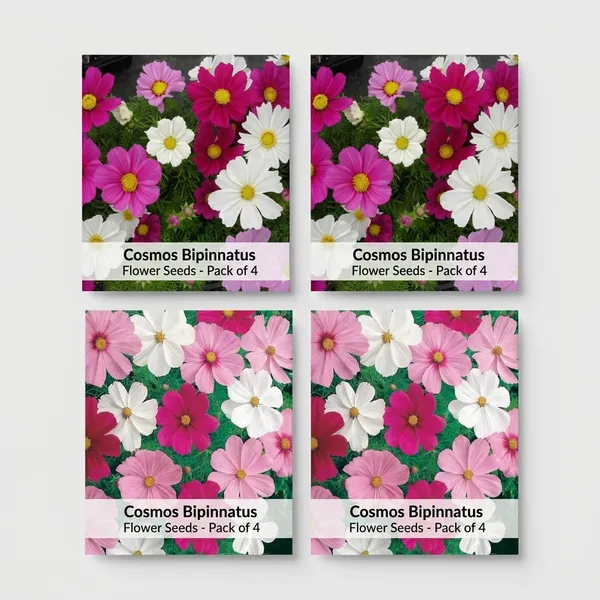 Pack_Of_4_Cosmos_Bipinnatus_Sansation_Mix