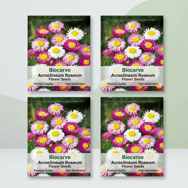 Acroclineum_Roseum_Flower_Seeds_-_Pack_Of_4