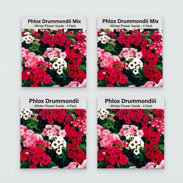 Pack_Of_4_Phlox_Drummondii_Beauty_Mix_Flower_Seeds__