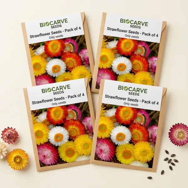 Helichrysum_Songs_Mix_Strawflower_Seeds__Pack_Of_4
