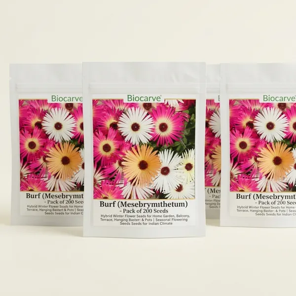 Mesembryanthemum_Burf_Mix_Seeds__Pack_Of_4