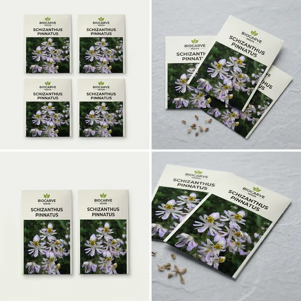 Schizanthus_Pinnatus_Seeds_-_Pack_Of_4