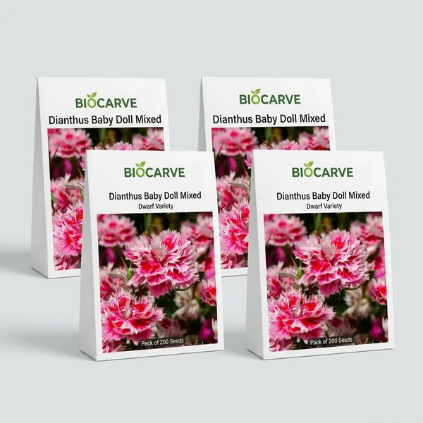 Dianthus_Seeds_-_Pack_Of_4
