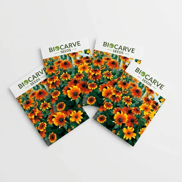 Rudbeckia_Seeds_-_Pack_Of_4