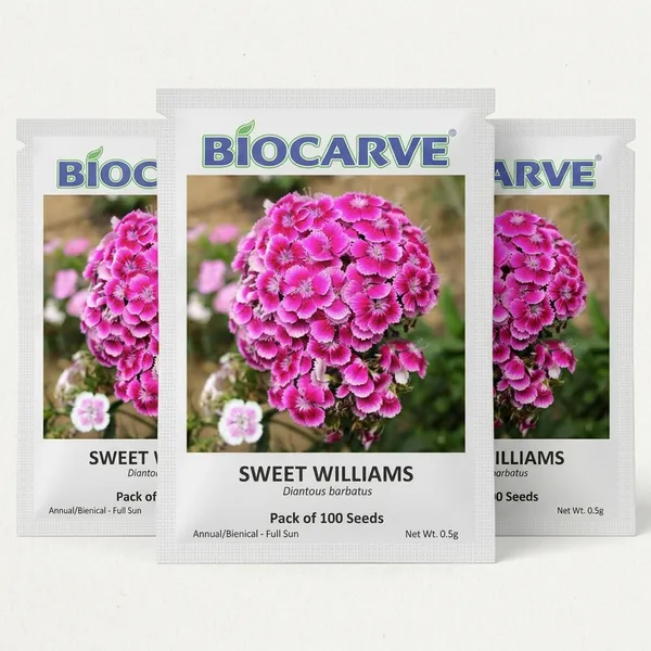 Sweet_William_Seeds_-_Pack_Of_4