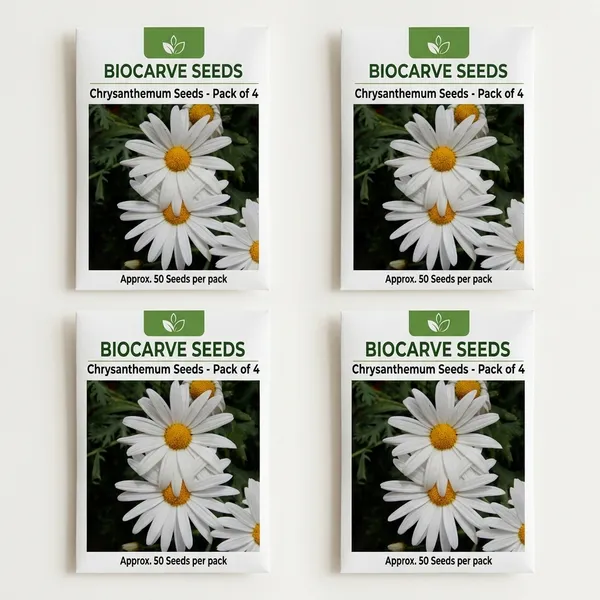 Chrysanthemum_Paludosam_White_Flower_Seeds_-_Pack_Of_4