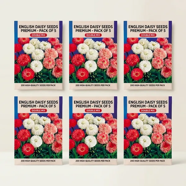 English_Daisy_Seeds_Premium__Pack_Of_5