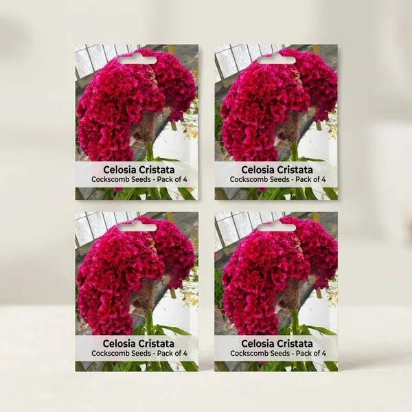 Celosia_Cristata_Cockscomb_Seeds_-_Pack_Of_4