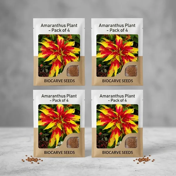 Amaranthus__Tricolor_Molten_Fire_Plant_-_Pack_Of_4