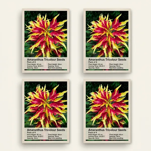 Amaranthus_Tricolour_Seeds_-_Pack_Of_4