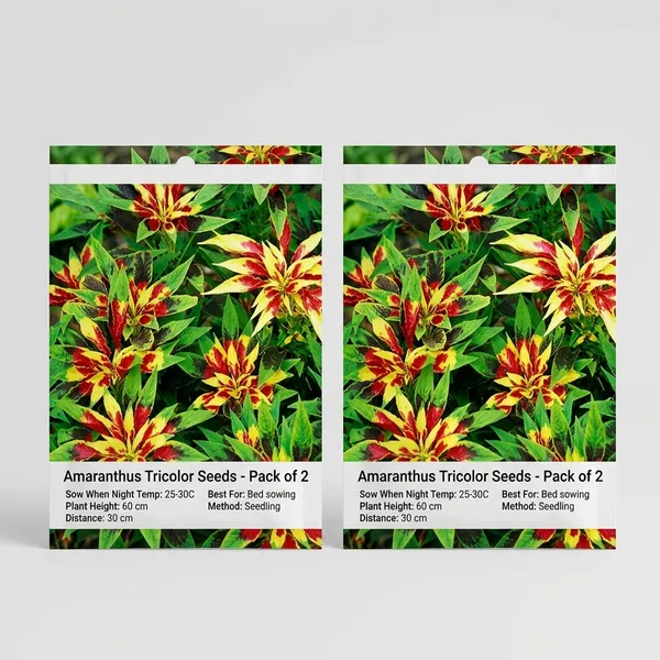 Amaranthus_Tricolor_Seeds_-_Pack_Of_2