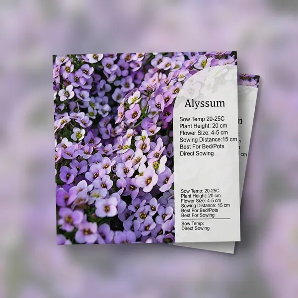 Alyssum_Royal_Carpet_Blue_NM_5000_seeds_1_pack