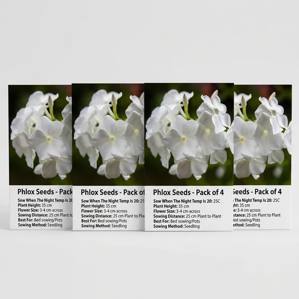 Phlox_Beauty_White_Seeds_-_Pack_Of_4